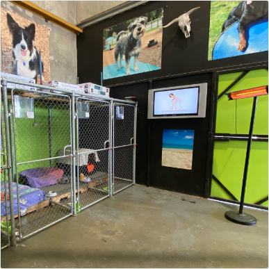 spacious kennels-boarding facilities-Klipped K9 Centres